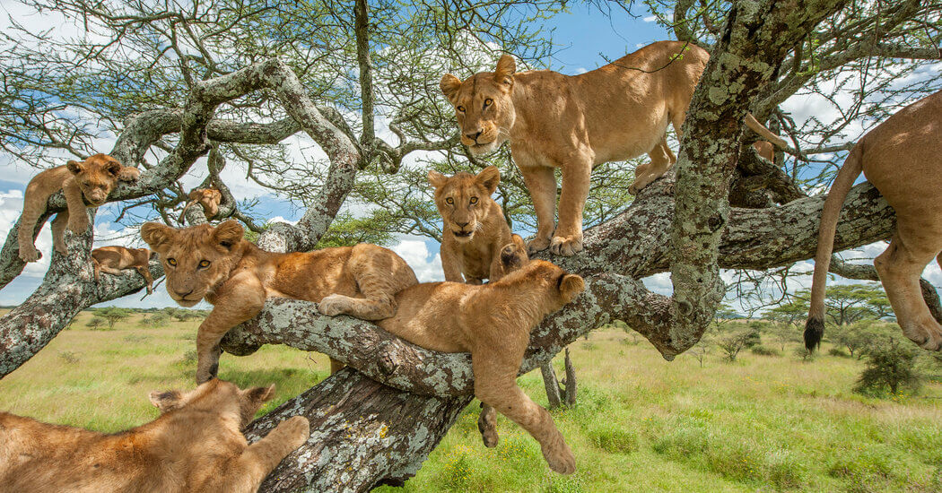 Group of MIANA tourists on a safari vehicle watching elephants and lions in Uganda’s Queen Elizabeth National Park.