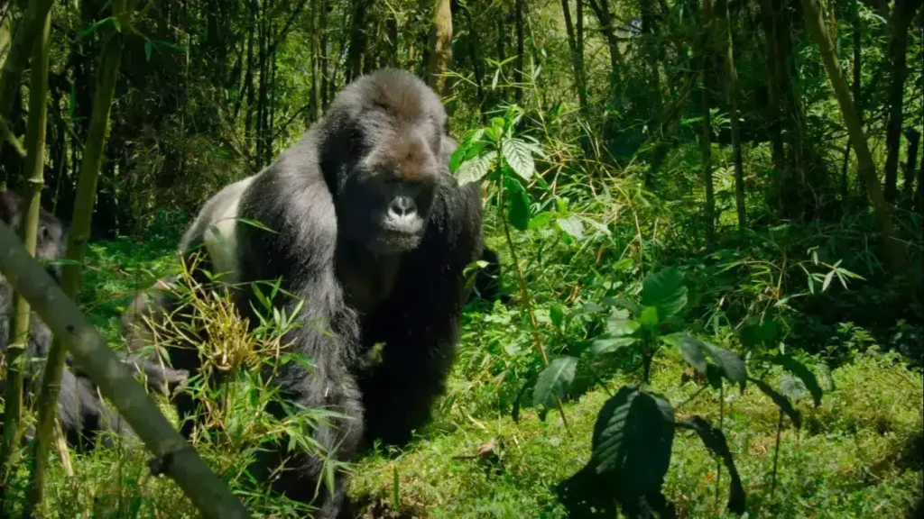 Group of MIANA tourists wearing trekking gear, watching mountain gorillas in Uganda’s Bwindi Impenetrable Forest.