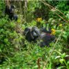 Majestic Mountain Gorilla - Bwindi Impenetrable Forest, Uganda