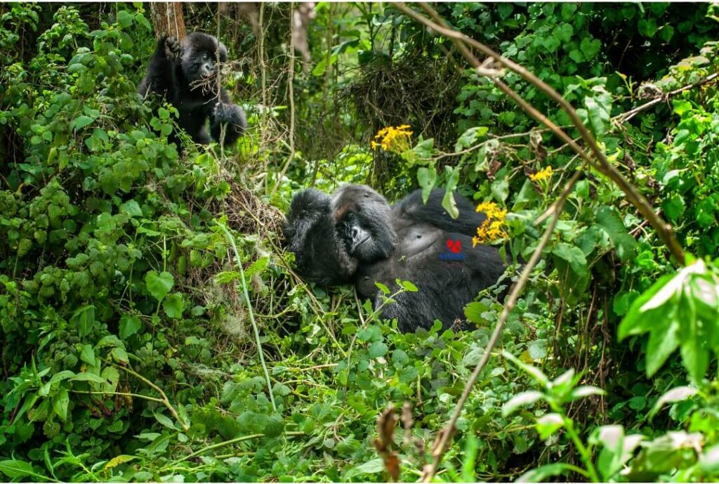 Majestic Mountain Gorilla - Bwindi Impenetrable Forest, Uganda