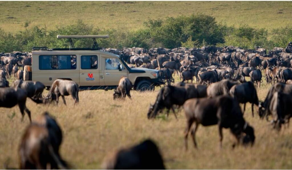 Dramatic wildebeest migration scene with thousands of animals crossing Mara River in Masai Mara