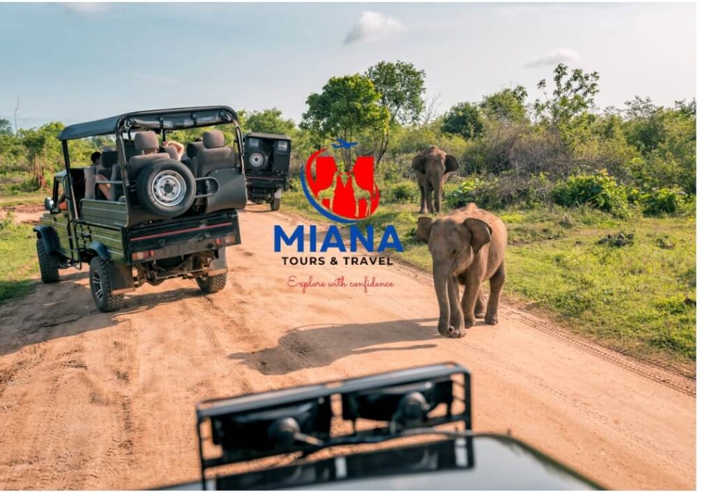 Classic Kenya safari scene with acacia trees and wildlife in Masai Mara National Reserve during golden hour