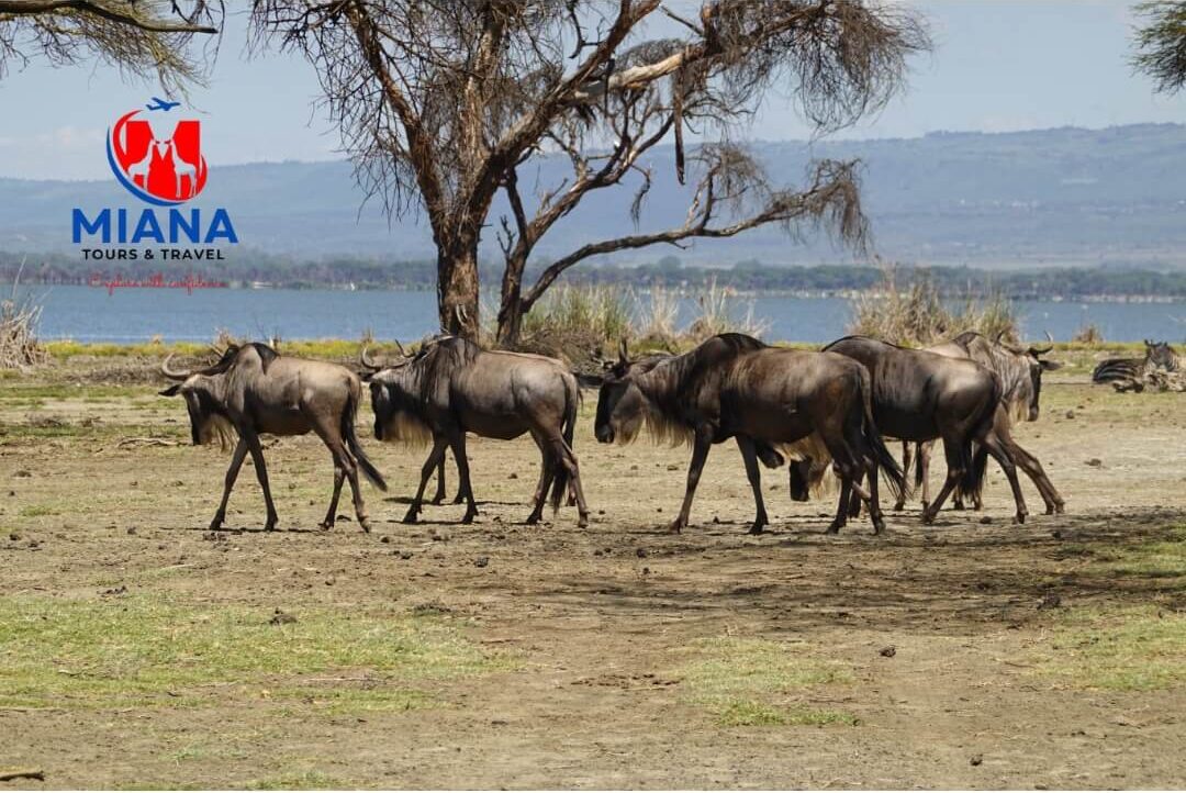 Wildebeest migration herds crossing the Serengeti plains during a 5-day Tanzania safari
