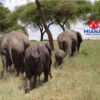 8 Days Serengeti and Mara safari showcasing wildlife, landscapes, and the Great Migration