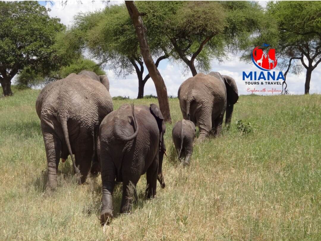 8 Days Serengeti and Mara safari showcasing wildlife, landscapes, and the Great Migration