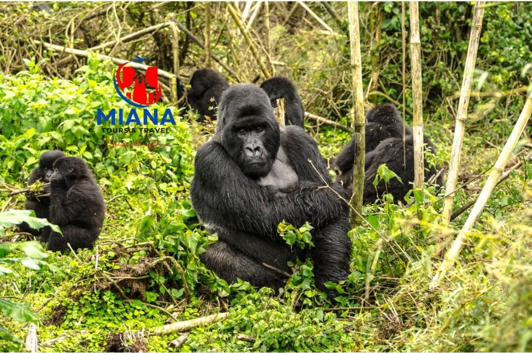 Close-up encounter with endangered lowland gorilla in Kahuzi Biega National Park, Democratic Republic of Congo