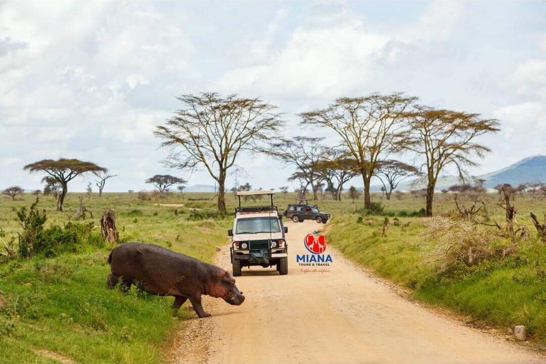 Golden sunrise over the African savannah with silhouettes of acacia trees in East Africa.