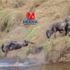 Luxury Serengeti and Masai Mara safari experience featuring wildlife, open savannah landscapes, and premium 4x4 guided game drives by Miana Tours and Travel.
