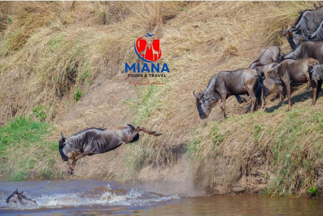 Luxury Serengeti and Masai Mara safari experience featuring wildlife, open savannah landscapes, and premium 4x4 guided game drives by Miana Tours and Travel.