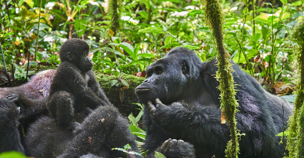 "Small group of tourists observing a mountain gorilla family in Rwanda's Volcanoes National Park with 'Affordable Rwanda Gorilla Trekking' title and Miana Tours branding"