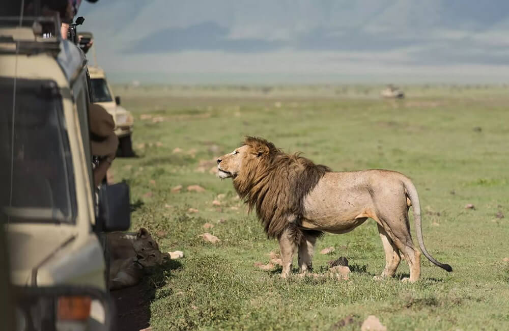 8 days Rwanda safari featuring gorilla trekking in Volcanoes National Park, chimpanzee tracking in Nyungwe Forest, Lake Kivu boat cruise and cultural experiences