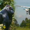 Luxury gorilla trekking safari in Bwindi Impenetrable Forest Uganda with Miana Tours and Travel