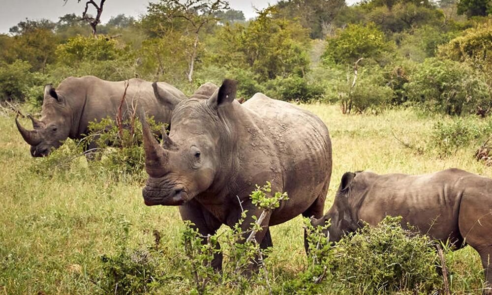 8 Day Uganda Safari featuring gorilla trekking, wildlife game drives and Nile boat cruise