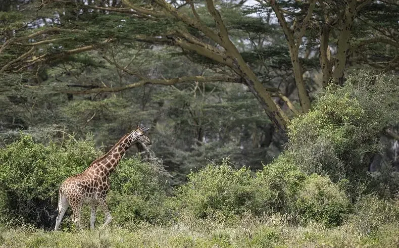Students on a luxury educational safari in Kenya exploring Maasai Mara wildlife and cultural heritage during a guided school tour