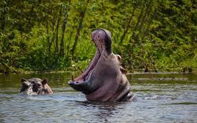 Gorilla trekking in Bwindi Impenetrable National Park, Uganda