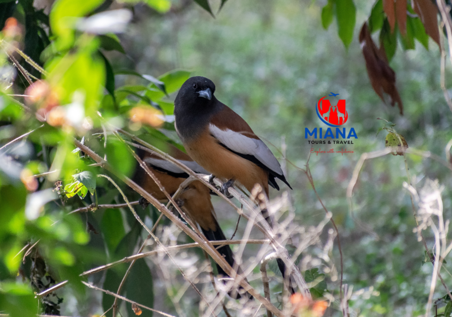 Tourists enjoying wildlife safari at Murchison Falls National Park with Nile River in the background