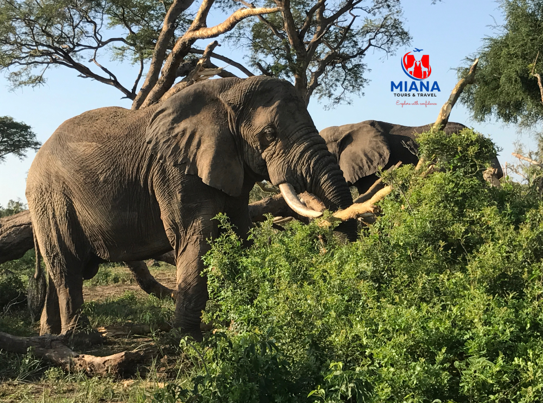 Sustainable Tourism Eco-Tour Miana Tours