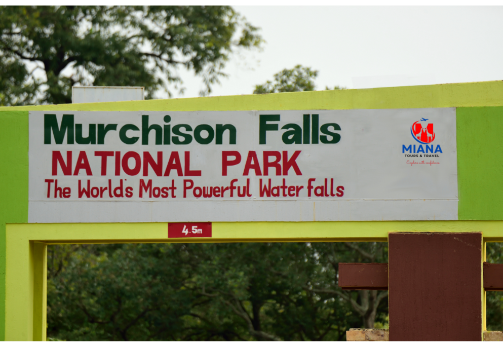 Tourists observing a mountain gorilla during a guided gorilla trekking safari in Bwindi Impenetrable Forest, Uganda